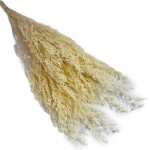 Zatrwian tatarski bielony (Limonium, Caspia) | 100 g