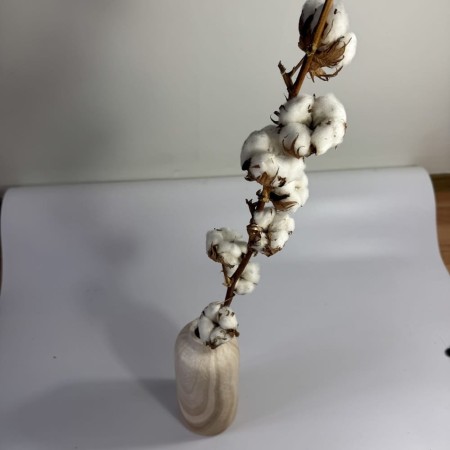 Bawełna suszona 8 główek.jpg