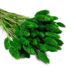 Kanar (Phalaris) suszony | zielony | ok. 80 szt. | 60 cm
