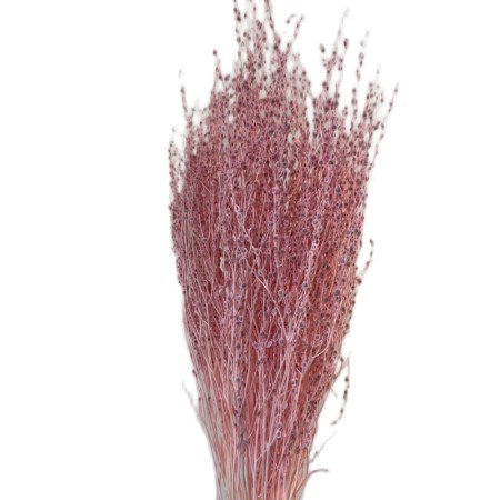 Lepidium różowe suszone.jpg