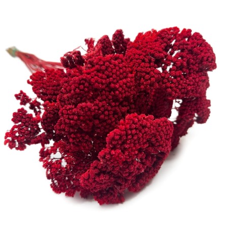 Krwawnik czerwony.jpg