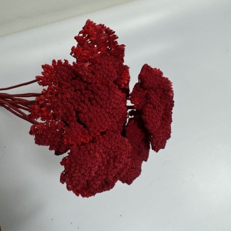 Czerwony krwawnik suszony.jpg