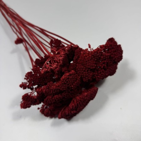 Krwawnik czerwony suszony.jpg