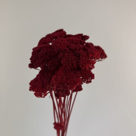 Suszony krwawnik czerwony.jpg