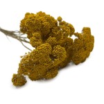Krwawnik suszony (Achillea) | żółty | 60 cm | 10 gałązek