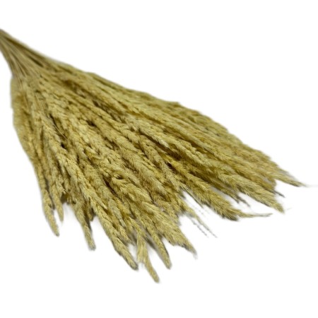 Trawa leśna biała.jpg