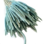 Tymotka (Phleum) suszona | jasnoniebieska | ok. 120 szt. | 60 cm