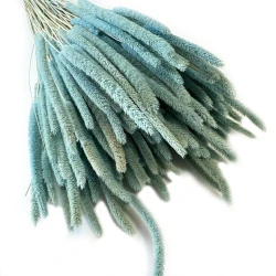 Tymotka (Phleum) suszona | jasnoniebieska | ok. 120 szt. | 60 cm