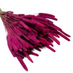 Tymotka (Phleum) suszona | ciemna fuksja | ok. 150 szt. | 60 cm