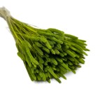 Tymotka (Phleum) suszona | zielona | ok. 150 szt. | 60 cm