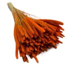 Tymotka (Phleum) suszona | pomarańczowa | ok. 150 szt. | 60 cm