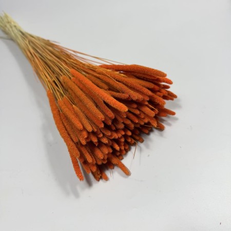 Tymotka suszona pomarańczowa.jpg