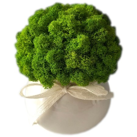 Doniczka z Chrobotkiem kremowa jasna zieleń.jpg