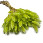 Dmuszek jajowaty (Lagurus) suszony | jasnozielony | ok. 150 szt. | 60 cm