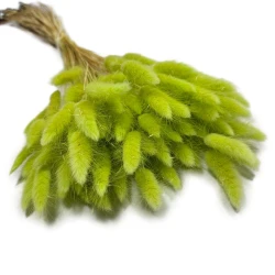 Dmuszek jajowaty (Lagurus) suszony | jasnozielony | ok. 150 szt. | 60 cm