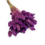 Kanar (Phalaris) suszony | fioletowy | ok. 100 szt. | 60 cm