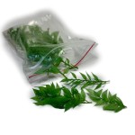 Ruskus stabilizowany | średniozielony | opakowanie