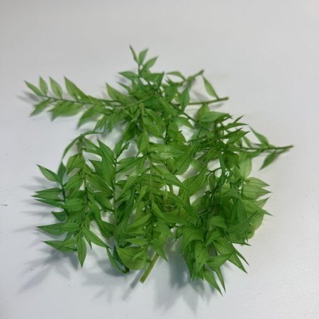 Opakowanie średnia zieleń ruskus.jpg