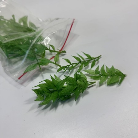 Średnia zieleń ruskus opakowanie.jpg