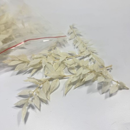 Ruskus biały opakowanie stabilizowany.jpg