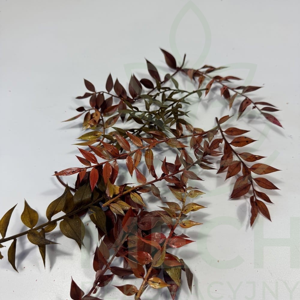 Ruskus kolorowy opakowanie.jpg