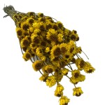 Złociszek suszony wiekuistka | żółty | 80 g