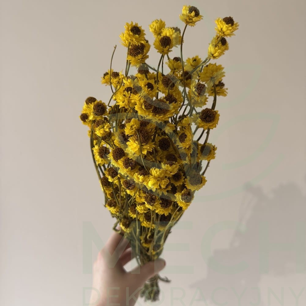 Złociszek suszony żółty.jpg