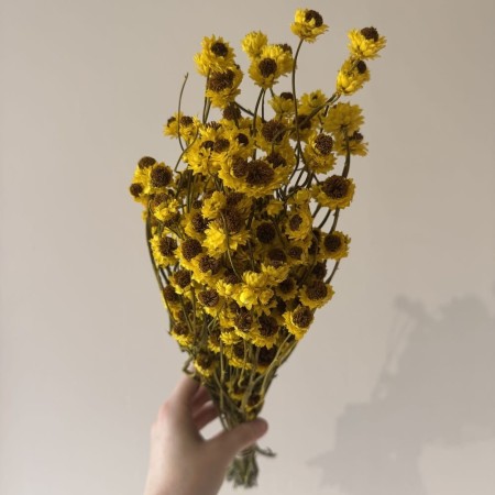 Złociszek suszony żółty.jpg