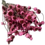 Złociszek suszony wiekuistka | różowy | 80 g