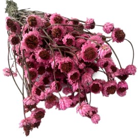 Przejdź do produktu Złociszek suszony wiekuistka | różowy | 80 g