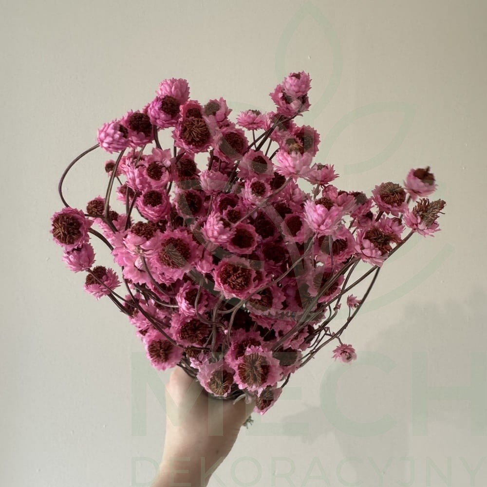 Suszony złociszek różowy.jpg