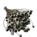 Złociszek suszony wiekuistka | niebieski | 80 g