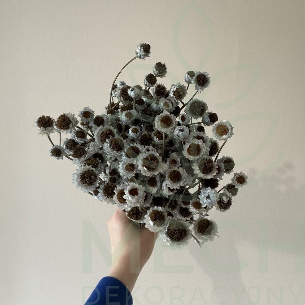 Suszony złociszek niebieski.jpg