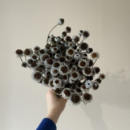 Suszony złociszek niebieski.jpg