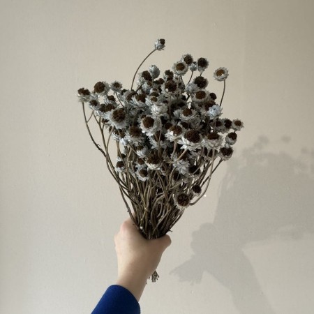 Suszony niebieski złociszek.jpg