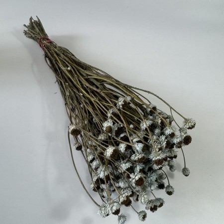 Złociszek suszony niebieski.jpg