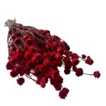 Złociszek suszony wiekuistka | czerwony | 80 g