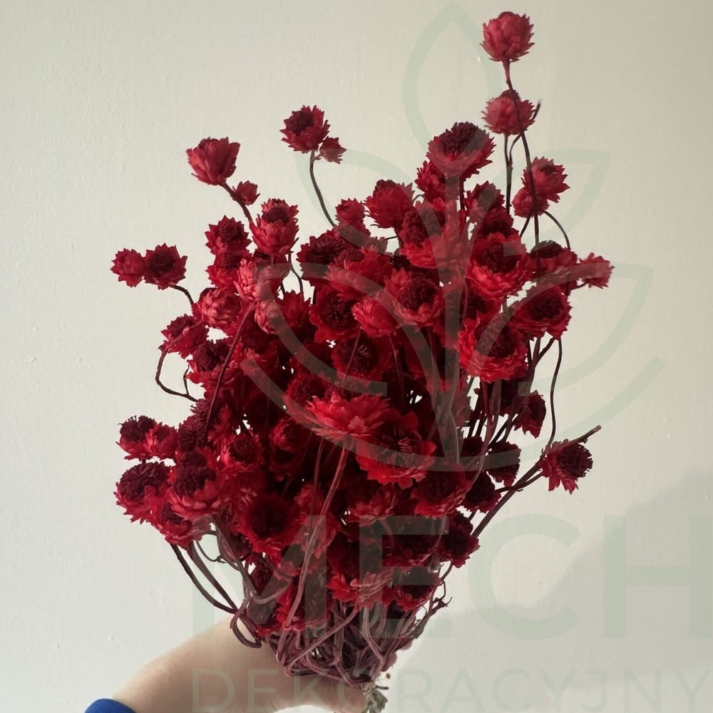 Suszony złociszek czerwony.jpg