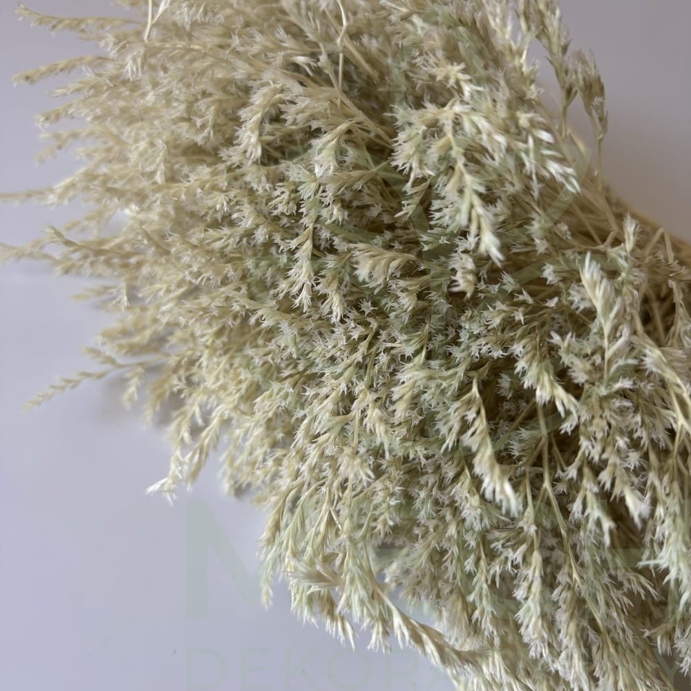 Bielony zatrwian tatarski.jpg