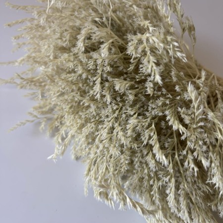 Bielony zatrwian tatarski.jpg