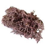 Zatrwian tatarski różowy (Limonium) | pęczek