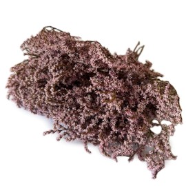 Przejdź do produktu Zatrwian tatarski różowy (Limonium) | pęczek