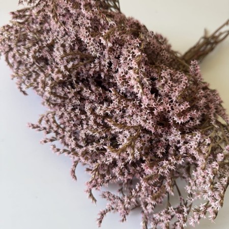 Zatrwian tatarski różowy suszony.jpg