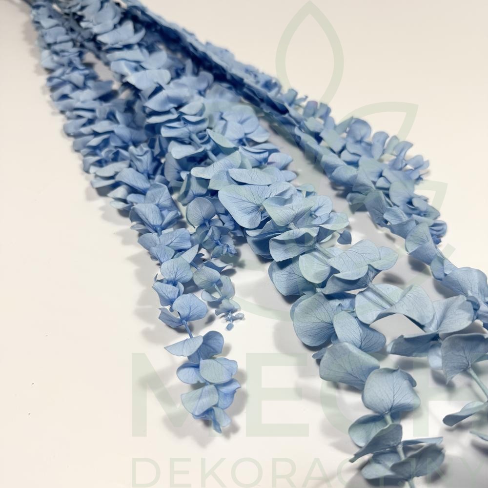 Eukaliptus stabilizowany spiral niebieski.jpg