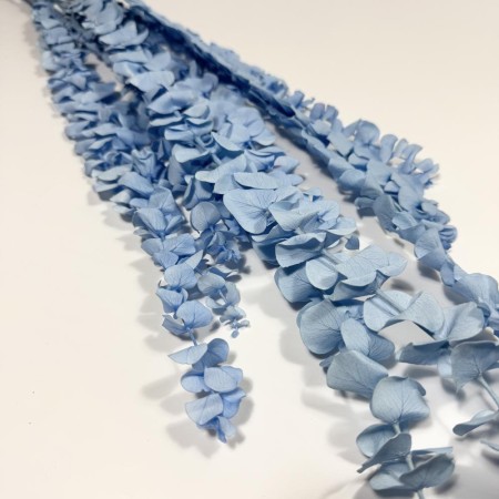 Eukaliptus stabilizowany spiral niebieski.jpg