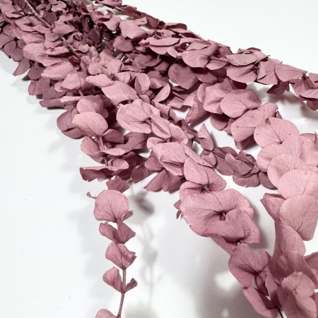 Eukaliptus wrzosowy spiral.jpg