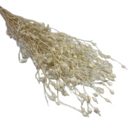 Przejdź do produktu Argentina stabilizowana, suszona | ok. 100 g | biała