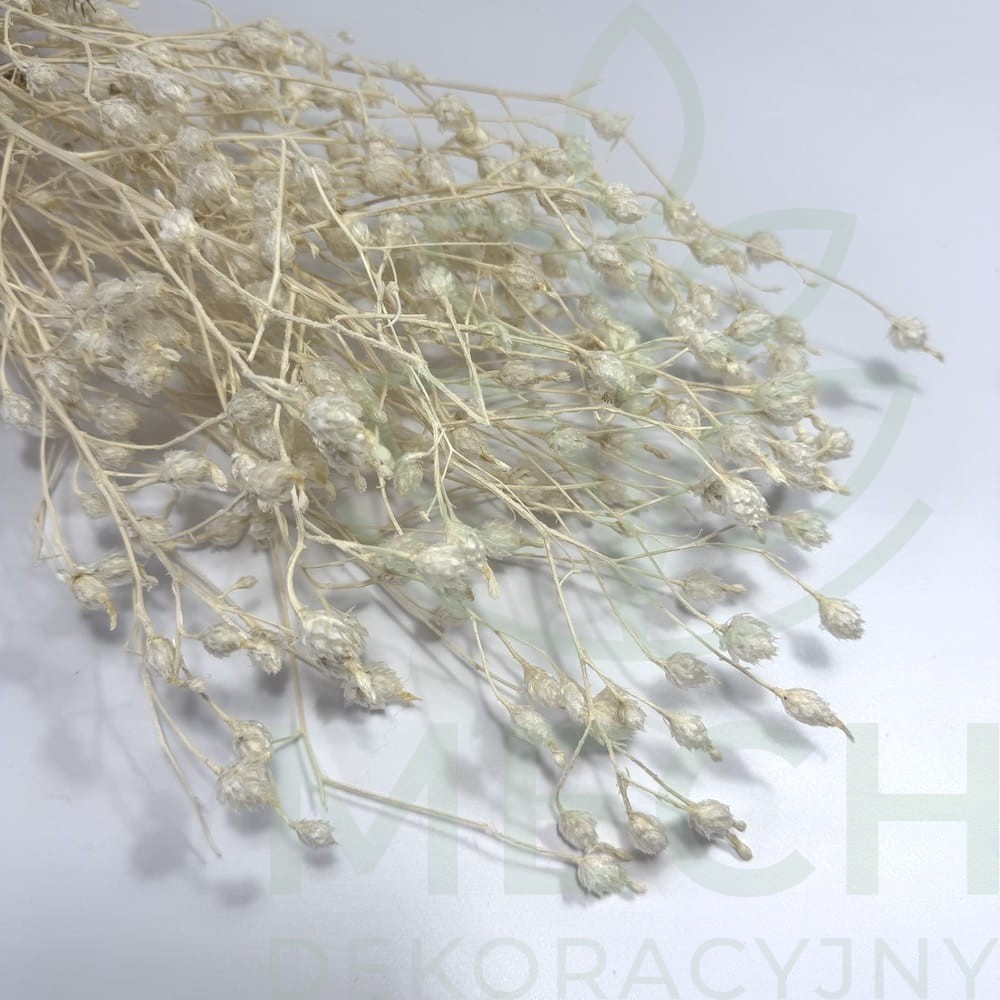 Argentina stabilizowana biała.jpg