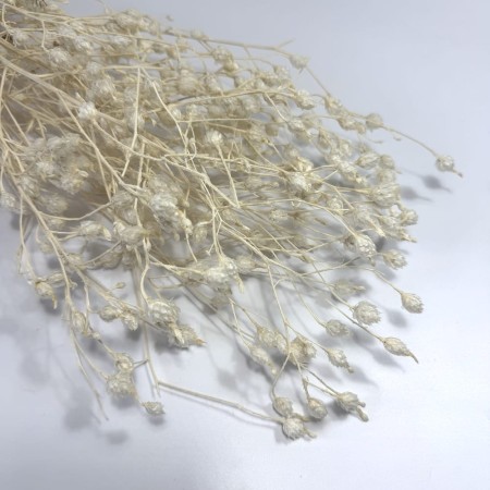 Argentina stabilizowana biała.jpg