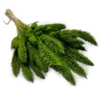 Włośnica Setaria suszona | zielona | ok. 100 g